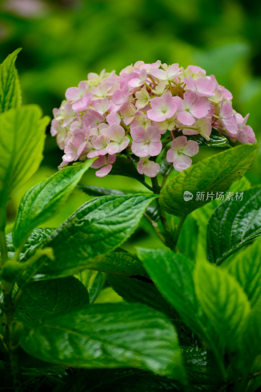 雨天中的绣球花