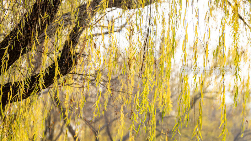 秋天植物枯黄柳树树枝树叶摄影图