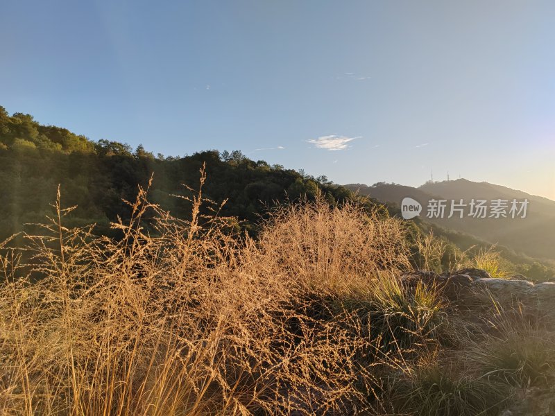 户外山上的草丛风景