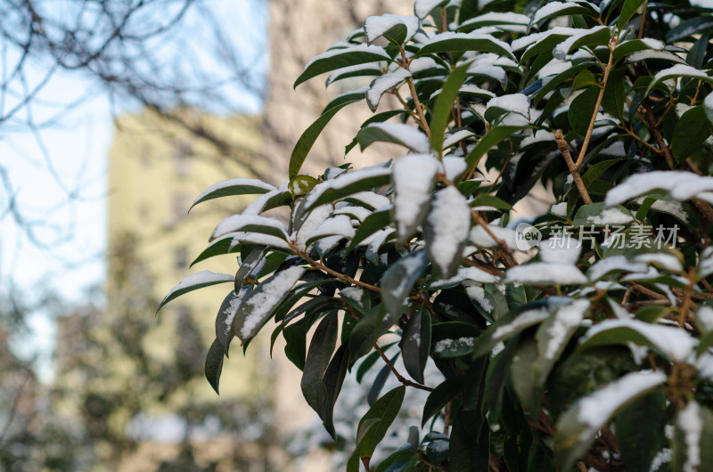 青岛冬季落雪的树