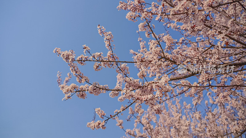 晴天桃花