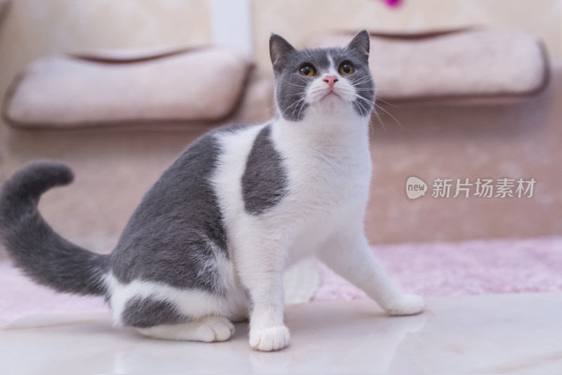 可爱的小猫