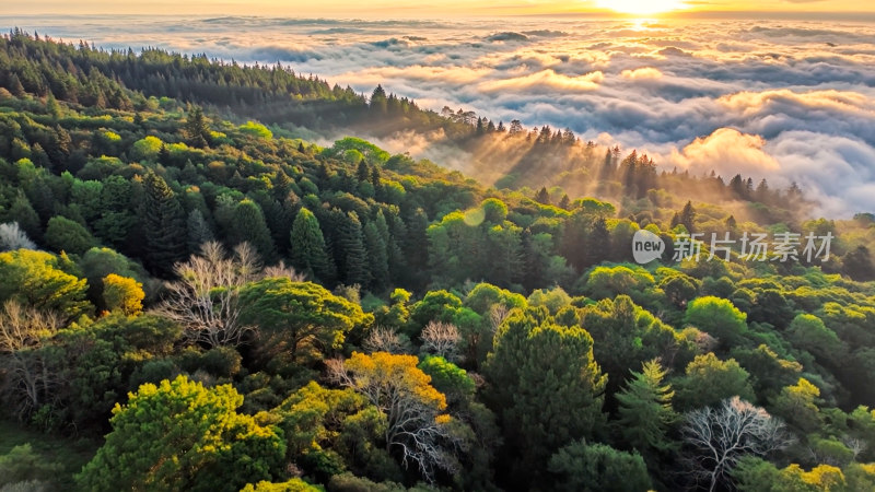 森林阳光云海森林云雾缭绕树林山大自然山峰