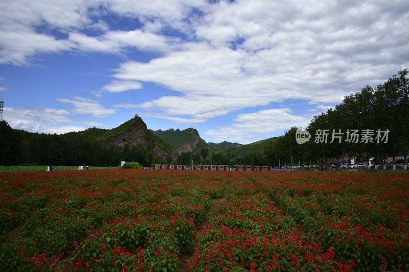 花海夏天