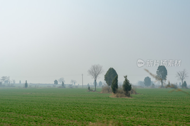 农村初春时节绿油油的麦田