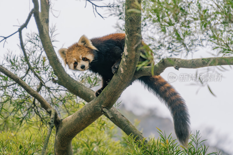 爬上树的小熊猫