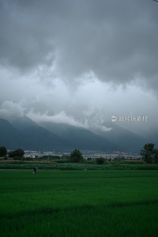 乌云笼罩下的稻田与远山景象