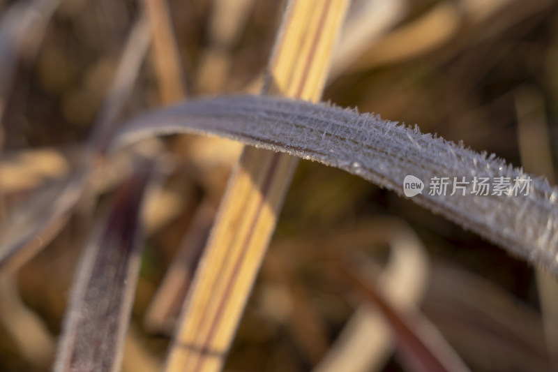 南方冬季霜冻特写