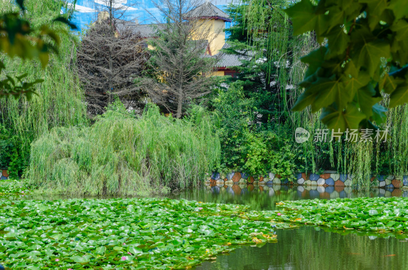 夏末的池塘和柳色