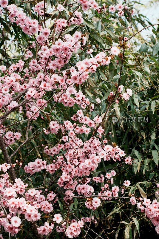 北京玉渊潭公园樱花节樱花