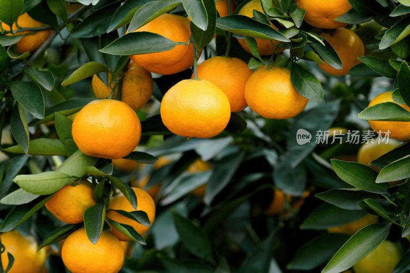 成熟的橘子挂满枝头