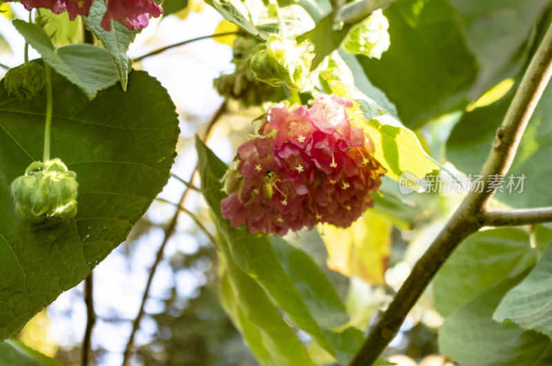 非洲芙蓉下采蜜