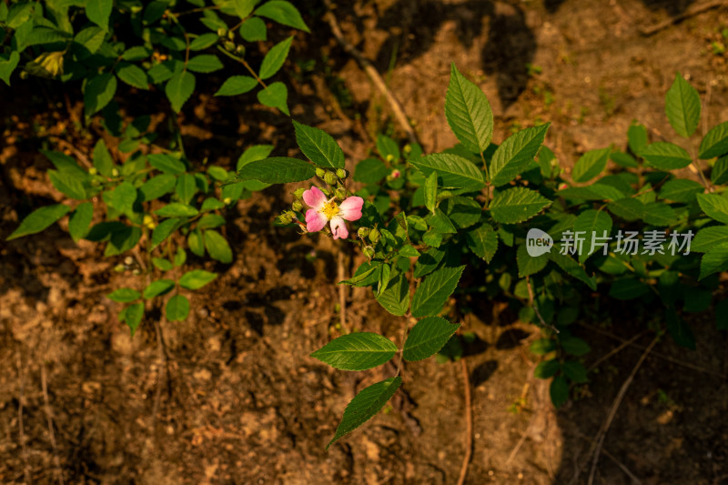 生长于泥土中的带绿叶粉色花朵