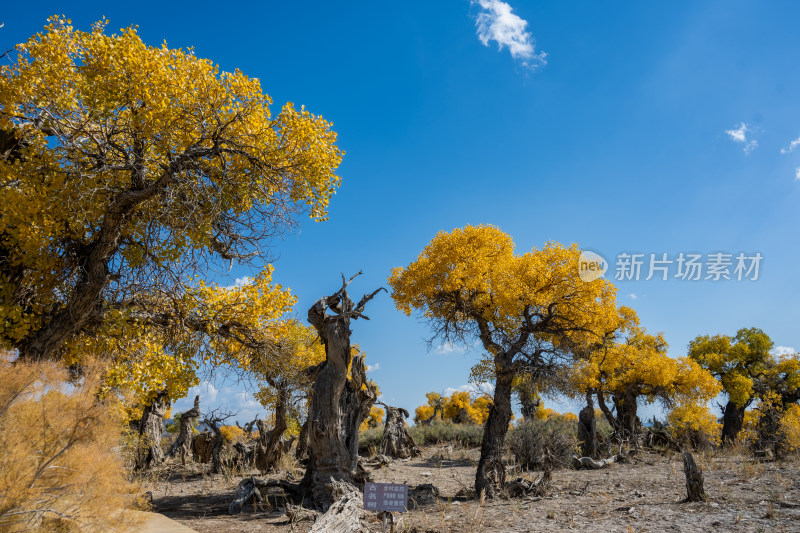 昌吉鸣沙山·胡杨林景区