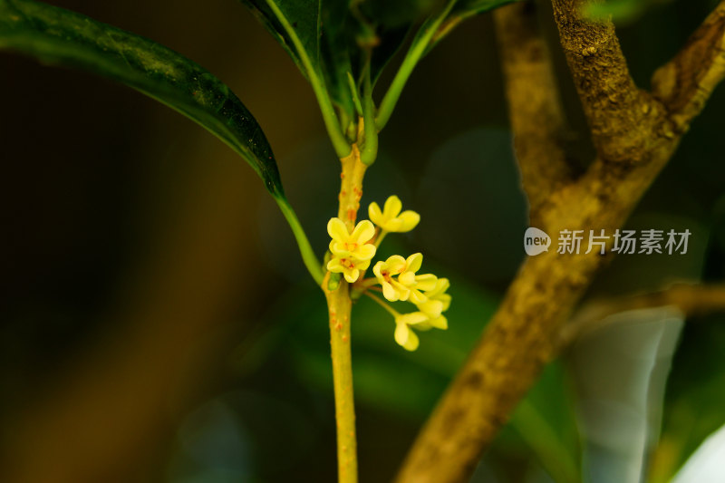 微距特写黄色桂花与绿叶