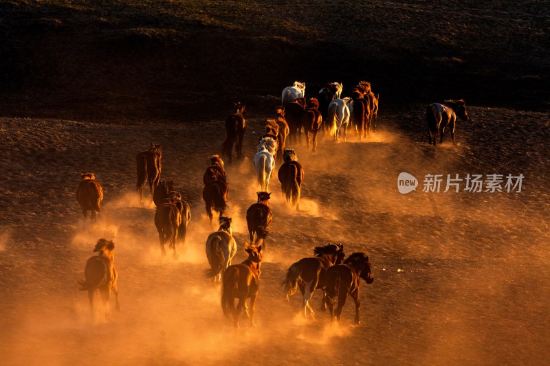 内蒙乌兰布统夕阳下马群