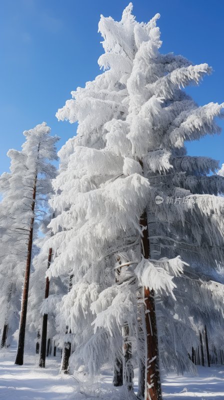 冬季雪山林中被冰雪覆盖着的树