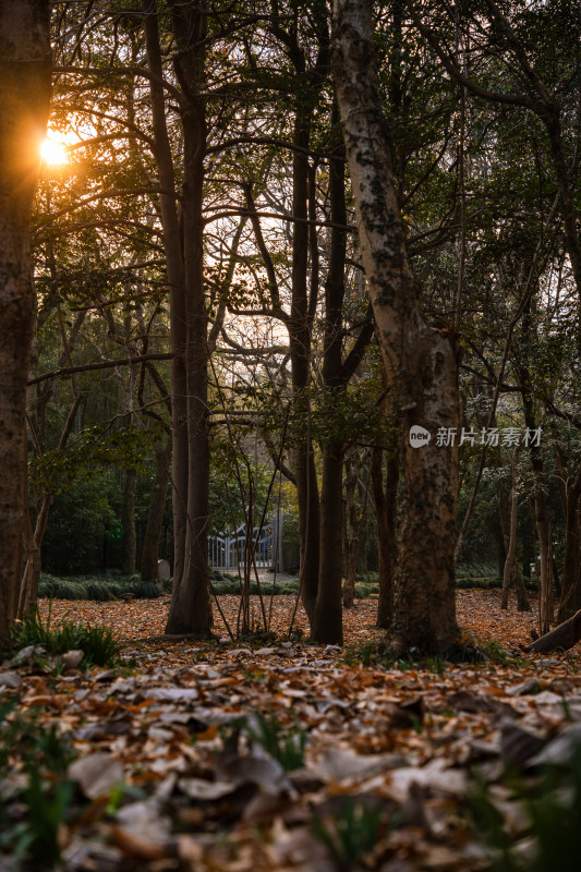 夕阳下的树林&落叶