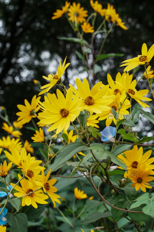 北京圆明园公园盛开的菊花