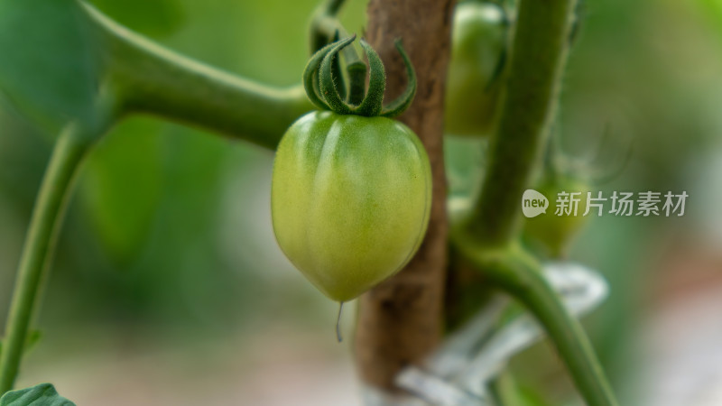 番茄种植生长