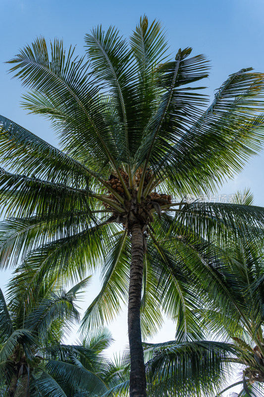 椰子树在晴空下的低角度视图