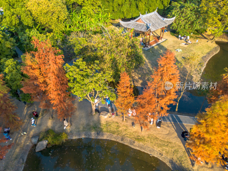 福州城市中色彩斑斓的树林全景