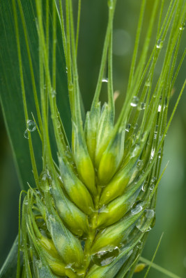 小麦开花麦穗麦子粮食丰收希望谷雨小满