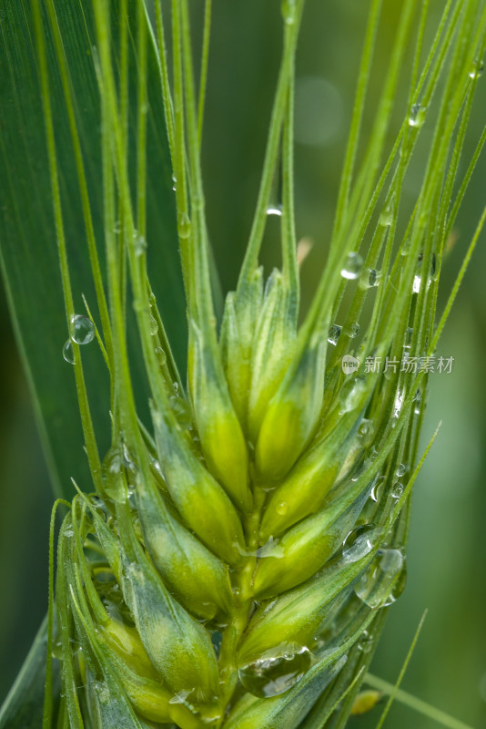 小麦开花麦穗麦子粮食丰收希望谷雨小满