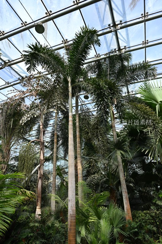 温室中的高大棕榈植物