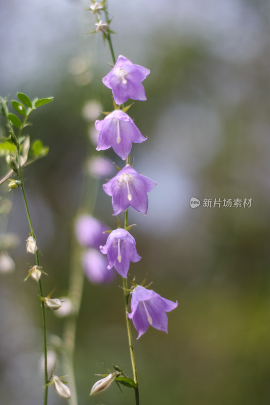 紫色铃铛花朵