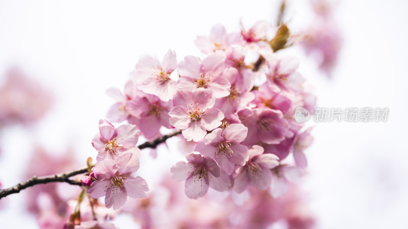 特写粉色樱花枝