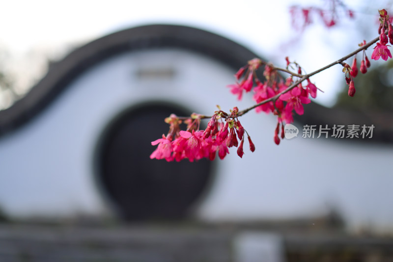 杭州植物园福建山樱花