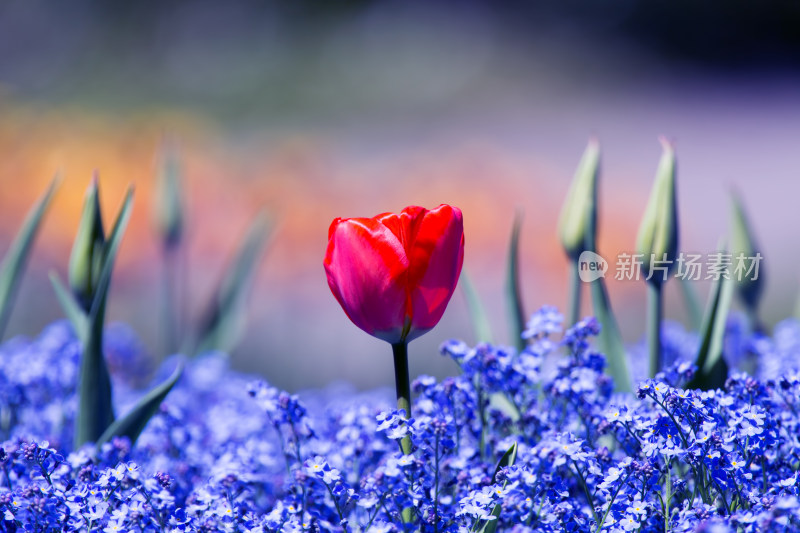 红色郁金香与蓝色小花特写