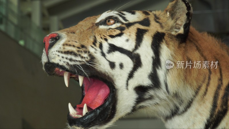 老虎东北虎野生保护动物猛兽标本模型