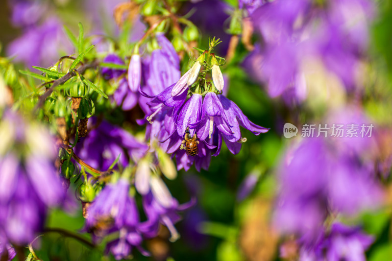 紫色沙参花