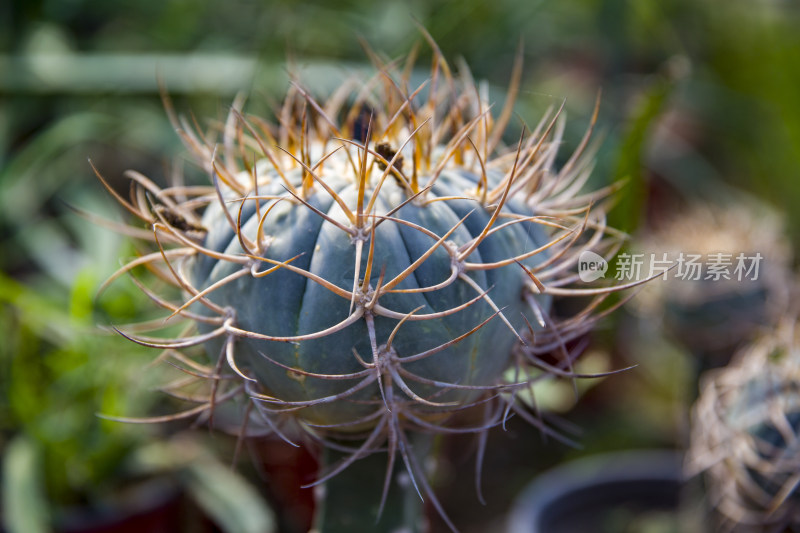 仙人球多肉植物