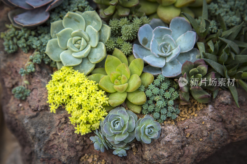 多肉植物盆栽盆景绿色植物