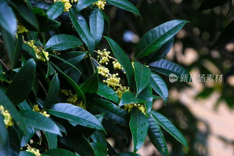 金秋时节桂花盛开