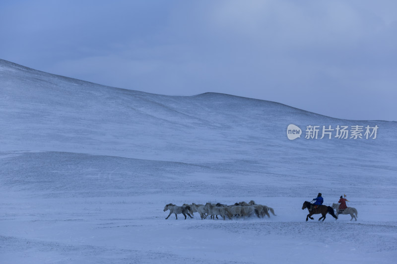 坝上冬日雪景马群羊群骆驼白桦树