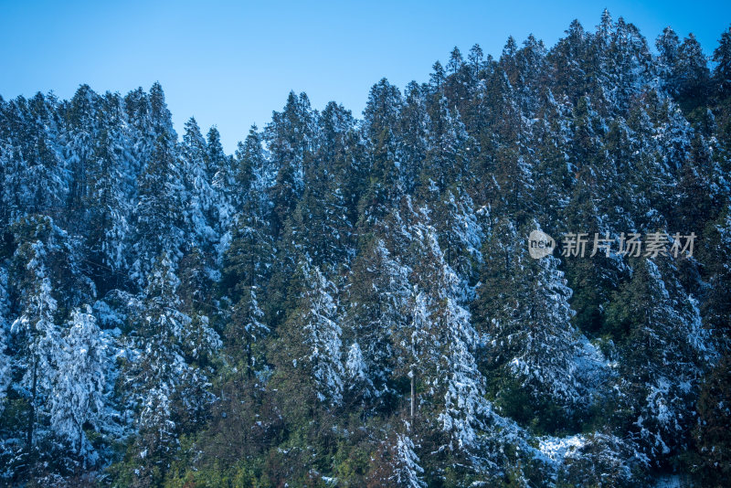 冬天落雪的树林