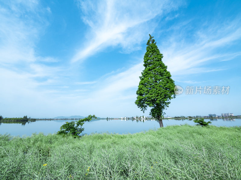 绍兴江南水乡东鉴湖风景