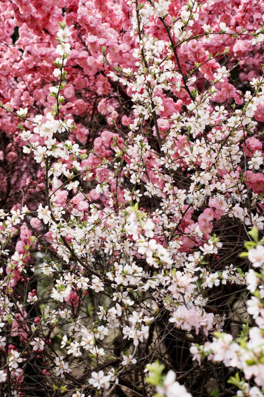 北京奥森樱花桃花