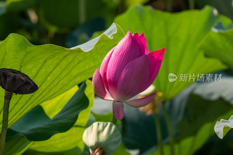 夏日池塘荷花