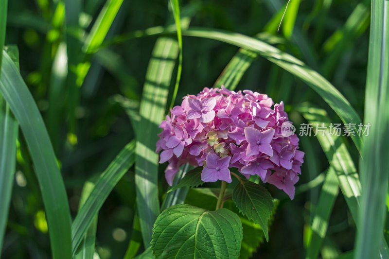 武汉中国科学院武汉植物园风光