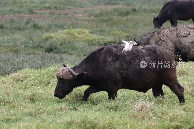 草地上水牛与白鹭共生画面