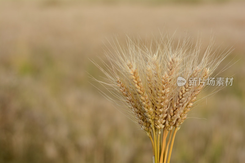 一把小麦麦穗