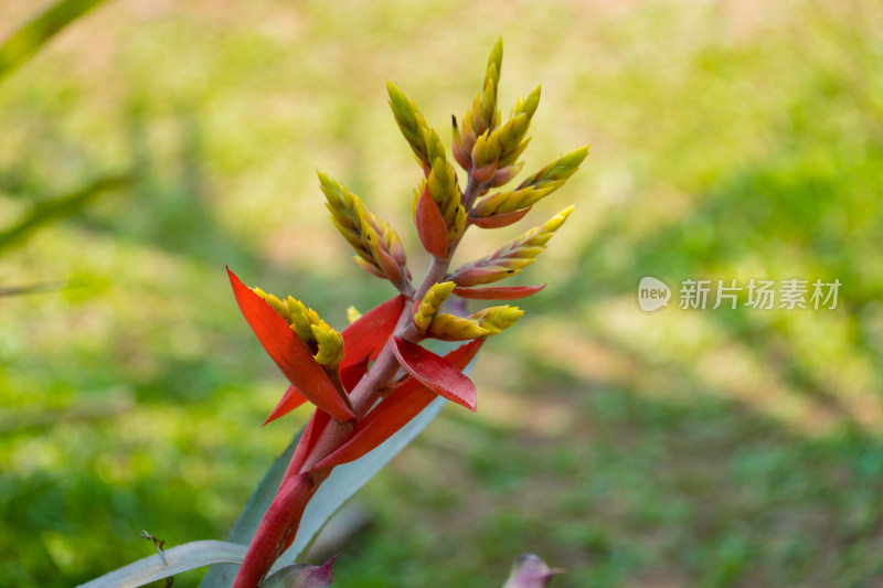 背景模糊的植物水塔花