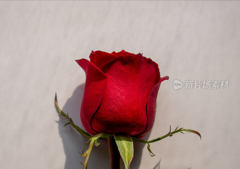 一朵玫瑰