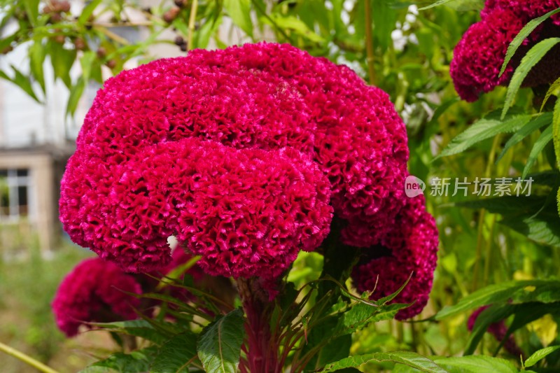 红色鸡冠花