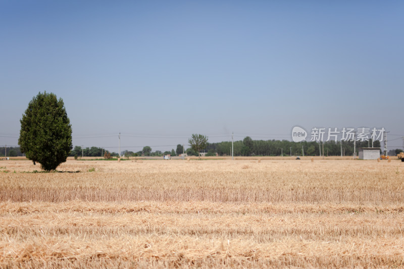 夏季麦子成熟收获场景